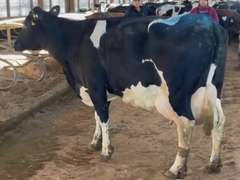 MILKWAGON-(5) 3/4 Cows | Fresh 9-21 to 11-4 | Avg 90# 3.6 3.2 SCC-38K 5th Lact 305me Avg 30286# | Scores Avg 3 3 3 3 4 14 - Read Comments | Top Cow 102# | UD: #9252 Bred 3-24 | 878 886 939 972 9252