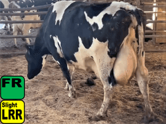 Fresh 2-12-23  Mkg 70  4.7%F  3.4%P   SCC(K) 214  Lact 6    305me 35590  Sire: 29HO13911 Born: 4-19-15  |3333315| 🏴SL LRR