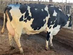 MILKWAGON-(5) 3/4 Cows | Fresh 9-21 to 11-4 | Avg 90# 3.6 3.2 SCC-38K 5th Lact 305me Avg 30286# | Scores Avg 3 3 3 3 4 14 - Read Comments | Top Cow 102# | UD: #9252 Bred 3-24 | 878 886 939 972 9252