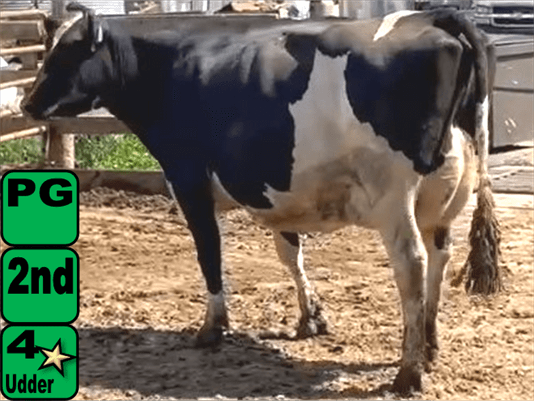 6 Preg 2nd Lact | Due 9-4 to 9-29 | Avg 83# 3.8 3.1 SCC-36K, 305me 33521# | IDS Avg 4 3 4 4 3 15, 3 4⭐ | 299 307 313 323 326 338