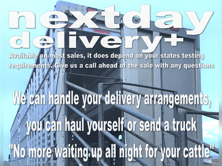 Next Day Delivery