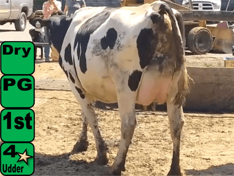 6 Dry 1st Lact | Due 6-25 to 8-1 | Avg 305me 30913# 1228 885, Lact Avg SCC 1.5(L) | IDS Avg 4 4 4 4 3 14, 3 4 ⭐ | 355 361 369 372 377 389