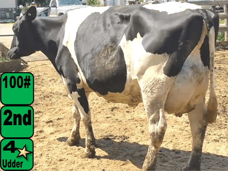 5 Serviced 2nd Lact | Fresh 10-10 to 1-11 | Avg 109# 3.3 2.9 SCC-38K, 305me 32383# | IDS Avg 4 3 4 3 3 14, 2 4 & 5 ⭐ | UPDATE #331 PREG | 331 334 335 336 352 357 | OUT #336