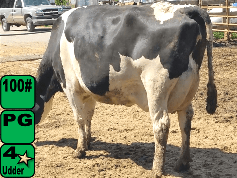 6 Preg 3rd Lact | Due 10-23 to 1-8 | Avg 101# 3.5 2.9 SCC-122K, 305me 30714# | IDS Avg 4 3 4 4 3 16, 2 4⭐| 246 252 256 260 261 287