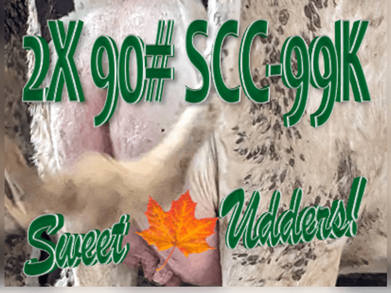 Thank you for your interest in this sale | 2x Avg 90# & 99 SCC(K), 70 4 & 5⭐ Udders | Herringbone Parlor, Sand Stalls, Vaccinated | AI Sired & Bred - Select Sires | DHIA | For more information or to view contact Shaun Hyde 989-287-2660, any K&A Team member, or the Fogle's Rick 517-242-5416 & Duke 517-712-4439 | Located In Mason, MI