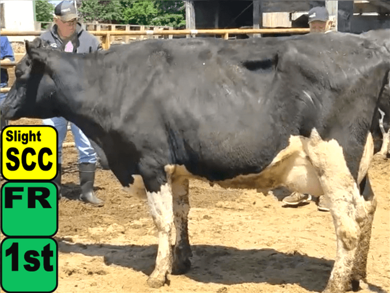 2 Fresh 1st Lact | Fresh 4-14 to 4-16 | Avg 70# 3.9 2.8 SCC-378K | IDS Avg 4 4 4 4 3 12 | Slight SCC | 717 732