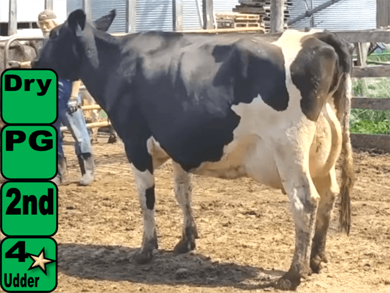 5 Dry 2nd Lact | Due 6-20 to 7-31 | Avg 305me 31447# 1152 900, Lact Avg SCC 1.5(L) | IDS Avg 4 3 3 4 2, 2 4 & 5 ⭐| 254 301 303 306 309