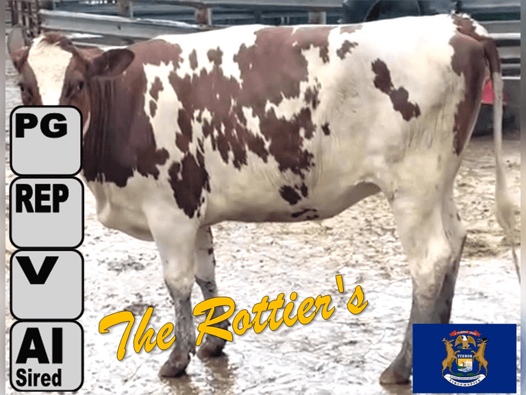 (2) Red & White Holstein Springers Preg 7 Months to High NM