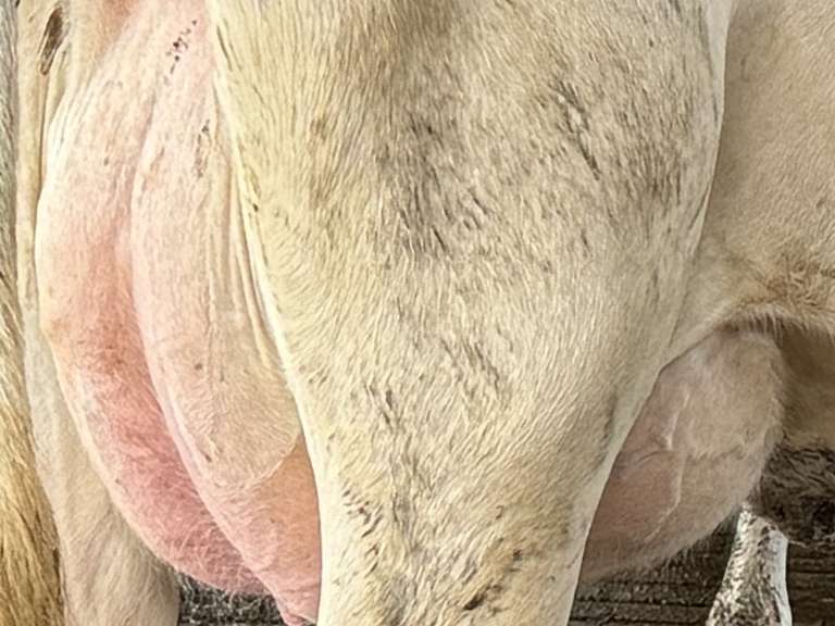 (11) Fresh 1st Lact Holstein Heifers | Fresh 5-21 to 6-15 | 2X Group Avg 24 DIM & Easily *75#+ and going up every day!!, 4⭐Udders | AI Sired-Alta Genetics | (Homegrown-Moderate Framed Young Heifers) |⭐GOLD STAR Grower | Parabone Parlor, Sand Stalls, Complete Herd Health & Vaccinations | Proven Performers! - Clay Sorted through Them-Only the Best Sell!! & we will  Sort @ Loading | Packard Farms Clare, MI  | Sort @ Loading  by 7-5-24 (Rep Clay Papoi 517-526-1917) | MICHIGAN BUYERS ONLY 6016 10601 10621 10645 10657 10662 10709 10746 10780 10782 10803 10804 10853 10866