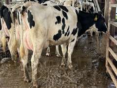 (11) Fresh 1st Lact Holstein Heifers | Fresh 5-21 to 6-15 | 2X Group Avg 24 DIM & Easily *75#+ and going up every day!!, 4⭐Udders | AI Sired-Alta Genetics | (Homegrown-Moderate Framed Young Heifers) |⭐GOLD STAR Grower | Parabone Parlor, Sand Stalls, Complete Herd Health & Vaccinations | Proven Performers! - Clay Sorted through Them-Only the Best Sell!! & we will  Sort @ Loading | Packard Farms Clare, MI  | Sort @ Loading  by 7-5-24 (Rep Clay Papoi 517-526-1917) | MICHIGAN BUYERS ONLY 6016 10601 10621 10645 10657 10662 10709 10746 10780 10782 10803 10804 10853 10866