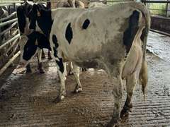 (11) Fresh 1st Lact Holstein Heifers | Fresh 5-21 to 6-15 | 2X Group Avg 24 DIM & Easily *75#+ and going up every day!!, 4⭐Udders | AI Sired-Alta Genetics | (Homegrown-Moderate Framed Young Heifers) |⭐GOLD STAR Grower | Parabone Parlor, Sand Stalls, Complete Herd Health & Vaccinations | Proven Performers! - Clay Sorted through Them-Only the Best Sell!! & we will  Sort @ Loading | Packard Farms Clare, MI  | Sort @ Loading  by 7-5-24 (Rep Clay Papoi 517-526-1917) | MICHIGAN BUYERS ONLY 6016 10601 10621 10645 10657 10662 10709 10746 10780 10782 10803 10804 10853 10866