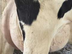 (11) Fresh 1st Lact Holstein Heifers | Fresh 5-21 to 6-15 | 2X Group Avg 24 DIM & Easily *75#+ and going up every day!!, 4⭐Udders | AI Sired-Alta Genetics | (Homegrown-Moderate Framed Young Heifers) |⭐GOLD STAR Grower | Parabone Parlor, Sand Stalls, Complete Herd Health & Vaccinations | Proven Performers! - Clay Sorted through Them-Only the Best Sell!! & we will  Sort @ Loading | Packard Farms Clare, MI  | Sort @ Loading  by 7-5-24 (Rep Clay Papoi 517-526-1917) | MICHIGAN BUYERS ONLY 6016 10601 10621 10645 10657 10662 10709 10746 10780 10782 10803 10804 10853 10866