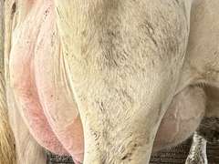(11) Fresh 1st Lact Holstein Heifers | Fresh 5-21 to 6-15 | 2X Group Avg 24 DIM & Easily *75#+ and going up every day!!, 4⭐Udders | AI Sired-Alta Genetics | (Homegrown-Moderate Framed Young Heifers) |⭐GOLD STAR Grower | Parabone Parlor, Sand Stalls, Complete Herd Health & Vaccinations | Proven Performers! - Clay Sorted through Them-Only the Best Sell!! & we will  Sort @ Loading | Packard Farms Clare, MI  | Sort @ Loading  by 7-5-24 (Rep Clay Papoi 517-526-1917) | MICHIGAN BUYERS ONLY 6016 10601 10621 10645 10657 10662 10709 10746 10780 10782 10803 10804 10853 10866