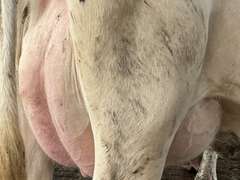 (11) Fresh 1st Lact Holstein Heifers | Fresh 5-21 to 6-15 | 2X Group Avg 24 DIM & Easily *75#+ and going up every day!!, 4⭐Udders | AI Sired-Alta Genetics | (Homegrown-Moderate Framed Young Heifers) |⭐GOLD STAR Grower | Parabone Parlor, Sand Stalls, Complete Herd Health & Vaccinations | Proven Performers! - Clay Sorted through Them-Only the Best Sell!! & we will  Sort @ Loading | Packard Farms Clare, MI  | Sort @ Loading  by 7-5-24 (Rep Clay Papoi 517-526-1917) | MICHIGAN BUYERS ONLY 6016 10601 10621 10645 10657 10662 10709 10746 10780 10782 10803 10804 10853 10866