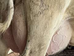 (11) Fresh 1st Lact Holstein Heifers | Fresh 5-21 to 6-15 | 2X Group Avg 24 DIM & Easily *75#+ and going up every day!!, 4⭐Udders | AI Sired-Alta Genetics | (Homegrown-Moderate Framed Young Heifers) |⭐GOLD STAR Grower | Parabone Parlor, Sand Stalls, Complete Herd Health & Vaccinations | Proven Performers! - Clay Sorted through Them-Only the Best Sell!! & we will  Sort @ Loading | Packard Farms Clare, MI  | Sort @ Loading  by 7-5-24 (Rep Clay Papoi 517-526-1917) | MICHIGAN BUYERS ONLY 6016 10601 10621 10645 10657 10662 10709 10746 10780 10782 10803 10804 10853 10866
