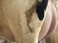 (11) Fresh 1st Lact Holstein Heifers | Fresh 5-21 to 6-15 | 2X Group Avg 24 DIM & Easily *75#+ and going up every day!!, 4⭐Udders | AI Sired-Alta Genetics | (Homegrown-Moderate Framed Young Heifers) |⭐GOLD STAR Grower | Parabone Parlor, Sand Stalls, Complete Herd Health & Vaccinations | Proven Performers! - Clay Sorted through Them-Only the Best Sell!! & we will  Sort @ Loading | Packard Farms Clare, MI  | Sort @ Loading  by 7-5-24 (Rep Clay Papoi 517-526-1917) | MICHIGAN BUYERS ONLY 6016 10601 10621 10645 10657 10662 10709 10746 10780 10782 10803 10804 10853 10866
