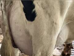 (11) Fresh 1st Lact Holstein Heifers | Fresh 5-21 to 6-15 | 2X Group Avg 24 DIM & Easily *75#+ and going up every day!!, 4⭐Udders | AI Sired-Alta Genetics | (Homegrown-Moderate Framed Young Heifers) |⭐GOLD STAR Grower | Parabone Parlor, Sand Stalls, Complete Herd Health & Vaccinations | Proven Performers! - Clay Sorted through Them-Only the Best Sell!! & we will  Sort @ Loading | Packard Farms Clare, MI  | Sort @ Loading  by 7-5-24 (Rep Clay Papoi 517-526-1917) | MICHIGAN BUYERS ONLY 6016 10601 10621 10645 10657 10662 10709 10746 10780 10782 10803 10804 10853 10866