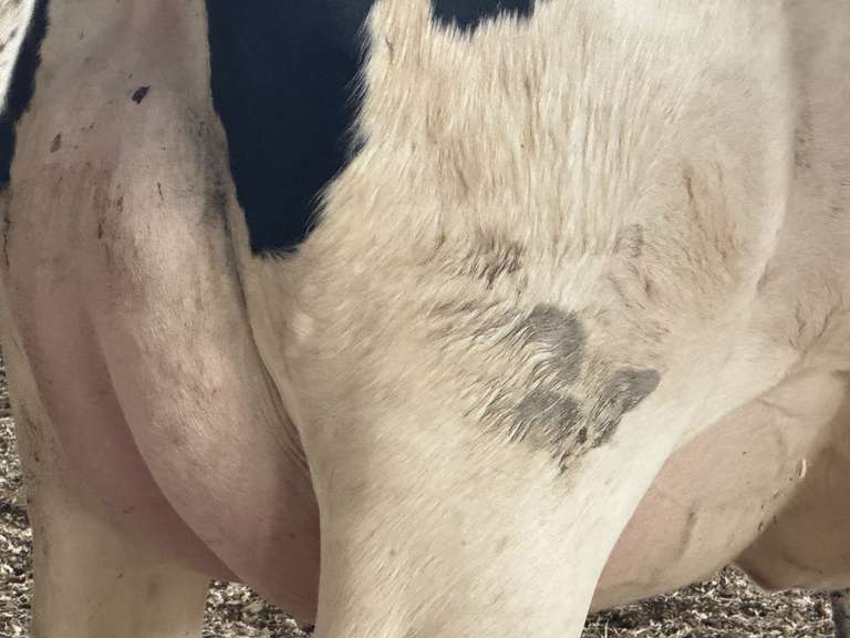 (15) Fresh 1st Lact Holstein Heifers | Fresh 6-6 to 7-20 | 3X Group Avg 41 DIM *85# Milk, Avg 5⭐Udders | AI Sired, Sires Avg 741 gNM$ |⭐GOLD STAR, Genetic Focus Herd, Parallel Parlor, Sand Freestalls, Headlocks, Complete Herd Health & Vaccinations | Pine Tree Dairy Marshallville, OH | Sort @ Loading by 8-9-24 (Rep Chad Kreeger 517-294-3484) | They Will Test For Interstate Movement 91 228 232 233 235 253 254 265 292 899 3314 3323 3344 3345 8508 8513