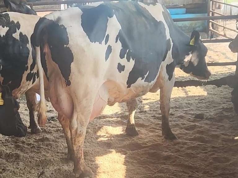 (4) Preg Holstein Cows | Due 11-20 to 12-25 | Group Avg *70# 4th Lact | IDS Avg 3 4 4 4 15 | Matthew Martin Dispersal Nappanee, IN | Load 8-6 & 8-7 (Rep Brian Landis 574-536-5026) | INDIANA BUYERS ONLY 26 79 96 1203