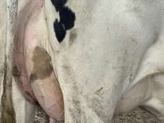 (15) Fresh 1st Lact Holstein Heifers | Fresh 6-6 to 7-20 | 3X Group Avg 41 DIM *85# Milk, Avg 5⭐Udders | AI Sired, Sires Avg 741 gNM$ |⭐GOLD STAR, Genetic Focus Herd, Parallel Parlor, Sand Freestalls, Headlocks, Complete Herd Health & Vaccinations | Pine Tree Dairy Marshallville, OH | Sort @ Loading by 8-9-24 (Rep Chad Kreeger 517-294-3484) | They Will Test For Interstate Movement 91 228 232 233 235 253 254 265 292 899 3314 3323 3344 3345 8508 8513