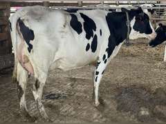 (15) Fresh 1st Lact Holstein Heifers | Fresh 6-6 to 7-20 | 3X Group Avg 41 DIM *85# Milk, Avg 5⭐Udders | AI Sired, Sires Avg 741 gNM$ |⭐GOLD STAR, Genetic Focus Herd, Parallel Parlor, Sand Freestalls, Headlocks, Complete Herd Health & Vaccinations | Pine Tree Dairy Marshallville, OH | Sort @ Loading by 8-9-24 (Rep Chad Kreeger 517-294-3484) | They Will Test For Interstate Movement 91 228 232 233 235 253 254 265 292 899 3314 3323 3344 3345 8508 8513
