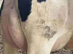 (15) Fresh 1st Lact Holstein Heifers | Fresh 6-6 to 7-20 | 3X Group Avg 41 DIM *85# Milk, Avg 5⭐Udders | AI Sired, Sires Avg 741 gNM$ |⭐GOLD STAR, Genetic Focus Herd, Parallel Parlor, Sand Freestalls, Headlocks, Complete Herd Health & Vaccinations | Pine Tree Dairy Marshallville, OH | Sort @ Loading by 8-9-24 (Rep Chad Kreeger 517-294-3484) | They Will Test For Interstate Movement 91 228 232 233 235 253 254 265 292 899 3314 3323 3344 3345 8508 8513