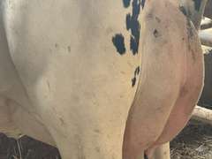 (15) Fresh 1st Lact Holstein Heifers | Fresh 6-6 to 7-20 | 3X Group Avg 41 DIM *85# Milk, Avg 5⭐Udders | AI Sired, Sires Avg 741 gNM$ |⭐GOLD STAR, Genetic Focus Herd, Parallel Parlor, Sand Freestalls, Headlocks, Complete Herd Health & Vaccinations | Pine Tree Dairy Marshallville, OH | Sort @ Loading by 8-9-24 (Rep Chad Kreeger 517-294-3484) | They Will Test For Interstate Movement 91 228 232 233 235 253 254 265 292 899 3314 3323 3344 3345 8508 8513