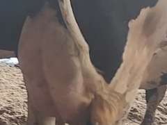 (4) Preg Holstein Cows | Due 11-20 to 12-25 | Group Avg *70# 4th Lact | IDS Avg 3 4 4 4 15 | Matthew Martin Dispersal Nappanee, IN | Load 8-6 & 8-7 (Rep Brian Landis 574-536-5026) | INDIANA BUYERS ONLY 26 79 96 1203