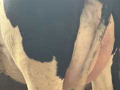 (15) Fresh 1st Lact Holstein Heifers | Fresh 6-6 to 7-20 | 3X Group Avg 41 DIM *85# Milk, Avg 5⭐Udders | AI Sired, Sires Avg 741 gNM$ |⭐GOLD STAR, Genetic Focus Herd, Parallel Parlor, Sand Freestalls, Headlocks, Complete Herd Health & Vaccinations | Pine Tree Dairy Marshallville, OH | Sort @ Loading by 8-9-24 (Rep Chad Kreeger 517-294-3484) | They Will Test For Interstate Movement 91 228 232 233 235 253 254 265 292 899 3314 3323 3344 3345 8508 8513