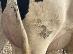 (15) Fresh 1st Lact Holstein Heifers | Fresh 6-6 to 7-20 | 3X Group Avg 41 DIM *85# Milk, Avg 5⭐Udders | AI Sired, Sires Avg 741 gNM$ |⭐GOLD STAR, Genetic Focus Herd, Parallel Parlor, Sand Freestalls, Headlocks, Complete Herd Health & Vaccinations | Pine Tree Dairy Marshallville, OH | Sort @ Loading by 8-9-24 (Rep Chad Kreeger 517-294-3484) | They Will Test For Interstate Movement 91 228 232 233 235 253 254 265 292 899 3314 3323 3344 3345 8508 8513