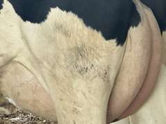 (15) Fresh 1st Lact Holstein Heifers | Fresh 6-6 to 7-20 | 3X Group Avg 41 DIM *85# Milk, Avg 5⭐Udders | AI Sired, Sires Avg 741 gNM$ |⭐GOLD STAR, Genetic Focus Herd, Parallel Parlor, Sand Freestalls, Headlocks, Complete Herd Health & Vaccinations | Pine Tree Dairy Marshallville, OH | Sort @ Loading by 8-9-24 (Rep Chad Kreeger 517-294-3484) | They Will Test For Interstate Movement 91 228 232 233 235 253 254 265 292 899 3314 3323 3344 3345 8508 8513