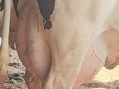 (4) Preg Holstein Cows | Due 11-20 to 12-25 | Group Avg *70# 4th Lact | IDS Avg 3 4 4 4 15 | Matthew Martin Dispersal Nappanee, IN | Load 8-6 & 8-7 (Rep Brian Landis 574-536-5026) | INDIANA BUYERS ONLY 26 79 96 1203