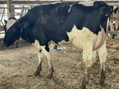 (15) Fresh 1st Lact Holstein Heifers | Fresh 6-6 to 7-20 | 3X Group Avg 41 DIM *85# Milk, Avg 5⭐Udders | AI Sired, Sires Avg 741 gNM$ |⭐GOLD STAR, Genetic Focus Herd, Parallel Parlor, Sand Freestalls, Headlocks, Complete Herd Health & Vaccinations | Pine Tree Dairy Marshallville, OH | Sort @ Loading by 8-9-24 (Rep Chad Kreeger 517-294-3484) | They Will Test For Interstate Movement 91 228 232 233 235 253 254 265 292 899 3314 3323 3344 3345 8508 8513