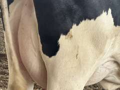 (15) Fresh 1st Lact Holstein Heifers | Fresh 6-6 to 7-20 | 3X Group Avg 41 DIM *85# Milk, Avg 5⭐Udders | AI Sired, Sires Avg 741 gNM$ |⭐GOLD STAR, Genetic Focus Herd, Parallel Parlor, Sand Freestalls, Headlocks, Complete Herd Health & Vaccinations | Pine Tree Dairy Marshallville, OH | Sort @ Loading by 8-9-24 (Rep Chad Kreeger 517-294-3484) | They Will Test For Interstate Movement 91 228 232 233 235 253 254 265 292 899 3314 3323 3344 3345 8508 8513