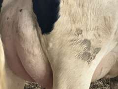(15) Fresh 1st Lact Holstein Heifers | Fresh 6-6 to 7-20 | 3X Group Avg 41 DIM *85# Milk, Avg 5⭐Udders | AI Sired, Sires Avg 741 gNM$ |⭐GOLD STAR, Genetic Focus Herd, Parallel Parlor, Sand Freestalls, Headlocks, Complete Herd Health & Vaccinations | Pine Tree Dairy Marshallville, OH | Sort @ Loading by 8-9-24 (Rep Chad Kreeger 517-294-3484) | They Will Test For Interstate Movement 91 228 232 233 235 253 254 265 292 899 3314 3323 3344 3345 8508 8513