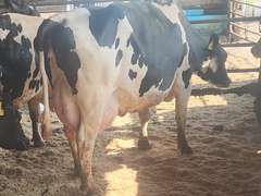 (4) Preg Holstein Cows | Due 11-20 to 12-25 | Group Avg *70# 4th Lact | IDS Avg 3 4 4 4 15 | Matthew Martin Dispersal Nappanee, IN | Load 8-6 & 8-7 (Rep Brian Landis 574-536-5026) | INDIANA BUYERS ONLY 26 79 96 1203