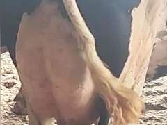 (4) Preg Holstein Cows | Due 11-20 to 12-25 | Group Avg *70# 4th Lact | IDS Avg 3 4 4 4 15 | Matthew Martin Dispersal Nappanee, IN | Load 8-6 & 8-7 (Rep Brian Landis 574-536-5026) | INDIANA BUYERS ONLY 26 79 96 1203