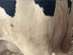 (15) Fresh 1st Lact Holstein Heifers | Fresh 6-6 to 7-20 | 3X Group Avg 41 DIM *85# Milk, Avg 5⭐Udders | AI Sired, Sires Avg 741 gNM$ |⭐GOLD STAR, Genetic Focus Herd, Parallel Parlor, Sand Freestalls, Headlocks, Complete Herd Health & Vaccinations | Pine Tree Dairy Marshallville, OH | Sort @ Loading by 8-9-24 (Rep Chad Kreeger 517-294-3484) | They Will Test For Interstate Movement 91 228 232 233 235 253 254 265 292 899 3314 3323 3344 3345 8508 8513