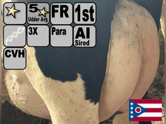 (15) Fresh 1st Lact Holstein Heifers | Fresh 6-6 to 7-20 | 3X Group Avg 41 DIM *85# Milk, Avg 5⭐Udders | AI Sired, Sires Avg 741 gNM$ |⭐GOLD STAR, Genetic Focus Herd, Parallel Parlor, Sand Freestalls, Headlocks, Complete Herd Health & Vaccinations | Pine Tree Dairy Marshallville, OH | Sort @ Loading by 8-9-24 (Rep Chad Kreeger 517-294-3484) | They Will Test For Interstate Movement 91 228 232 233 235 253 254 265 292 899 3314 3323 3344 3345 8508 8513