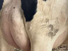 (15) Fresh 1st Lact Holstein Heifers | Fresh 6-6 to 7-20 | 3X Group Avg 41 DIM *85# Milk, Avg 5⭐Udders | AI Sired, Sires Avg 741 gNM$ |⭐GOLD STAR, Genetic Focus Herd, Parallel Parlor, Sand Freestalls, Headlocks, Complete Herd Health & Vaccinations | Pine Tree Dairy Marshallville, OH | Sort @ Loading by 8-9-24 (Rep Chad Kreeger 517-294-3484) | They Will Test For Interstate Movement 91 228 232 233 235 253 254 265 292 899 3314 3323 3344 3345 8508 8513