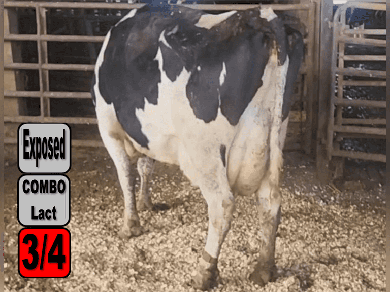 3 3/4 Exposed Cows | LACT COMBO (2nd, 3rd, 4th) | Fresh 9-23 to 11-14 ...