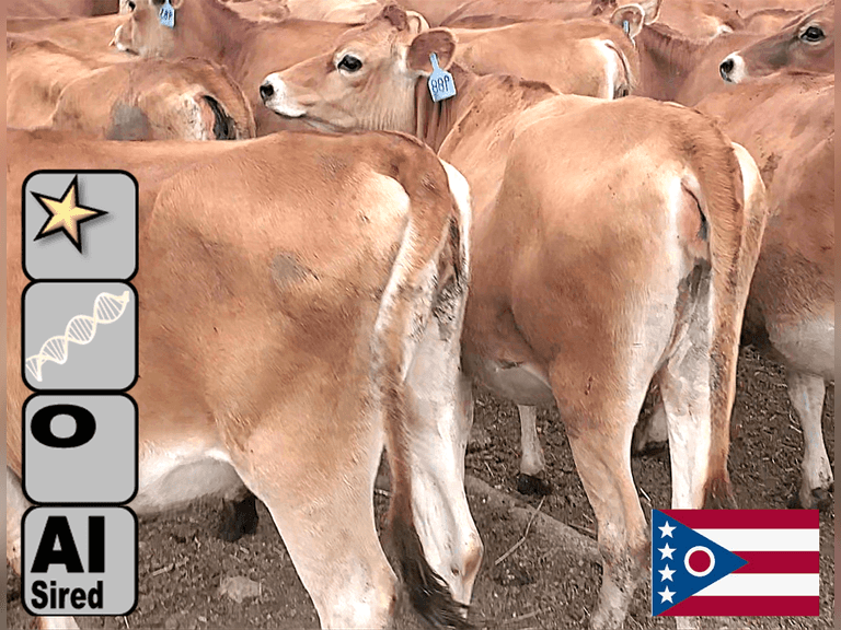 (10) Open Jersey Heifers | Born 6-27-24 to 9-26-24 | Medium Flesh | Group Avg 40 pNM$, 63 pJPI | AI Sired-Sires Avg 198 NM$, *Dams 305me Avg 20802m 1039f 755p 1793cfp, VG-85% | ⭐GOLD STAR Genetic Focus Herd - RHA 17777 4.9 879 3.7 663 SCC-65K |  Complete Herd Health & Vaccinations, Registered | J Hodge Norwalk, OH | Load by 10-10-25 (Rep Paul Warner 517-231-8427) | 988 989 990 991 992 997 998 1000 1006 1007