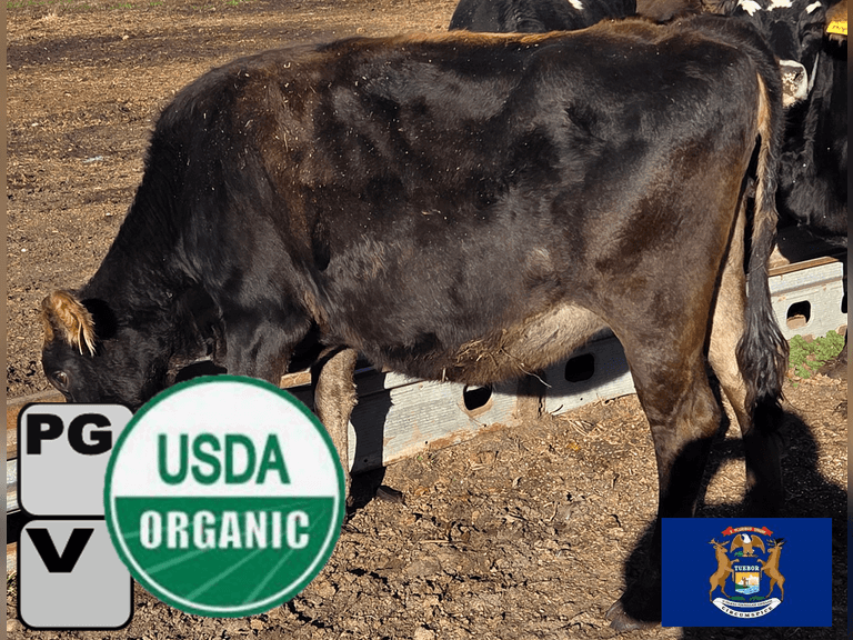 (7) ORGANIC Preg Xbred Heifers | Due March & April 2026 | Medium Flesh, Est Weight 850#-950# | 5 AI Sire ID | Holstein, Lineback, & Jersey X | Vaccinated w/ Triangle 10 | 1 has nose guard |Woodward Farms Vassar, MI | Load by 11-7-25 (Rep Dave Bennett 989-286-7244) |