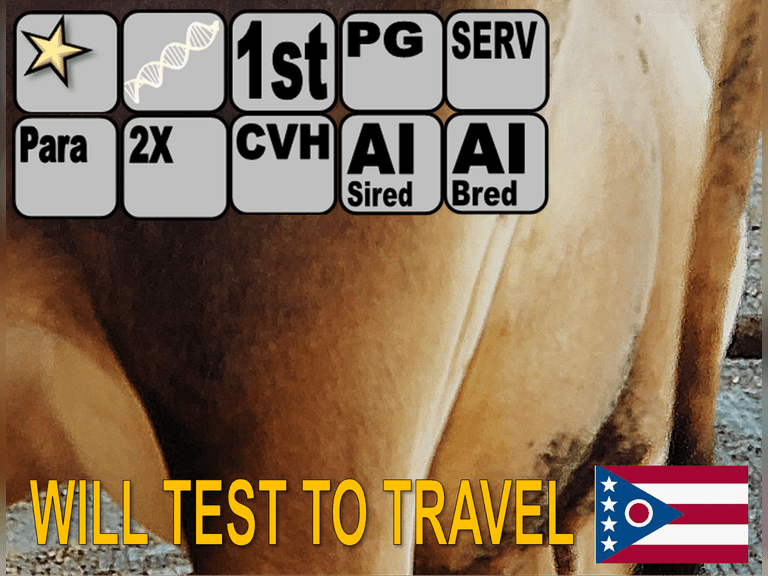 (8) Preg/Serv 1st Lact Jersey Heifers | Fresh 5-11 to 8-15 | 2X Group Avg 106 DIM 54#m, 4⭐Star Udders | 2 Preg, 6 Serv | Dams 305me Avg 26750m 1435f 939p 2375cfp | AI Sired-HIGH TYPE | ⭐GOLD STAR Genetic Focus (Type) Herd, #6 in US for Milk, RHA 21321 5.1 1086 3.6 770 | Parrallel Parlor, Mattress Freestalls, Headlocks, Complete Herd Health & Vaccinations, Registered | All PURE, No JX Brackets | Cold Run Jerseys Salem, OH | Load by 11-7-25 (Rep Paul Warner 517-231-8427) | WILL TEST TO TRAVEL 2275 2279 2295 2297 2301 2308 2314 2317