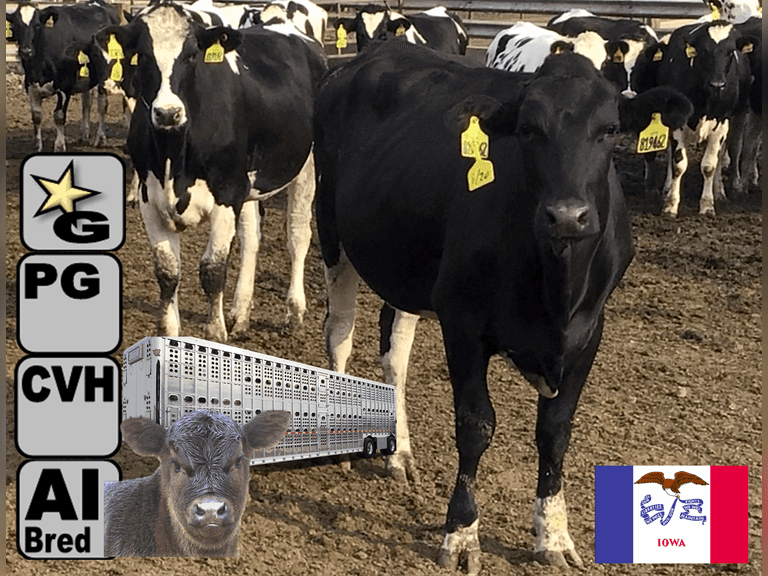 (46) Preg Holstein Heifers | Due 4-26-26, 76 DCC | AI Bred - ABS Infocus Beef PLATINUM Level | Med Flesh, Est Weight 1050# |⭐GOLD STAR Grower, Headlock Trained, Complete Herd Health & Vaccinations | Extras to ensure a great load | Lake States Holsteins Alton, IA | Sort @ Loading by 10-10-25 (Rep Chad Kreeger 517-294-3484) | (FF)