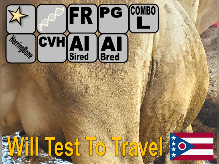 (3) Preg Jersey Cows | 2x Group Avg 236 DIM 56#m 6.1f 4.2P SCC-26K. 4 Lact, VG-89% 305me 18811m 1184f 716p | AI Bred-Service Sires Avg 371 NM$ | AI Sired, Avg 116 NM$ |⭐GOLD STAR Genetic Focus Herd, #31 JPI Herd in U.S. (AJCA 8/25) | Herringbone, FreeStalls, Headlock Trained, Complete Herd Health & Vaccinations, Registered | Ohio State University Wooster, OH | Load by 10-10-25 (Rep Paul Warner 517-231-8427) | WILL TEST TO TRAVEL 794 977 997