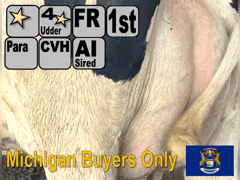 (10) Fresh 1st Lact Holstein Heifers | Fresh 7-4 to 9-6 | 3X Group Avg 57 DIM, 77#, 4 ⭐ Udder |  AI Sired |⭐GOLD STAR Herd, Parallel Parlor, Sand Stalls, Complete Vaccinations & Herd Health | Lots 2-1 & 2-2 were split by the pen, but both groups are the same good fresh heifers with extras to sort!! | Palms Boys/GTL Vogel Palms, MI  | Sort @ Loading by 10-10-25 (Rep Chad Kreeger 517-294-3484) | MICHIGAN BUYERS ONLY Pen 7 & 3 16869 16895 16896 16918 16936 16941 16958 16970 16994 17004 17015 17027 17036 17043 17070 17086 17090