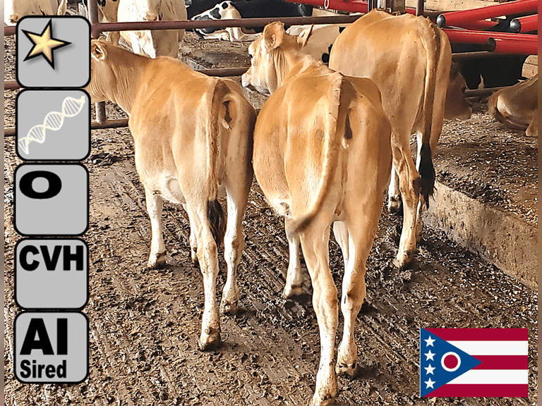 (6) Open Jersey Heifers | Born 3-19-25 to 7-10-25 | Medium Flesh | Group Avg 220 NM$, 98 JPI | AI Sired, Avg 551 NM$, *Dams 305 Act Avg 17690m 1006f 631p 1637cfp, VG-86%  |⭐GOLD STAR Genetic Focus Herd, #31 JPI Herd in U.S. (AJCA 8/25) | Complete Herd Health & Vaccinations, Registered | Ohio State University Wooster, OH | Load by 10-10-25 (Rep Paul Warner 517-231-8427) | 330 332 336 338 339 348