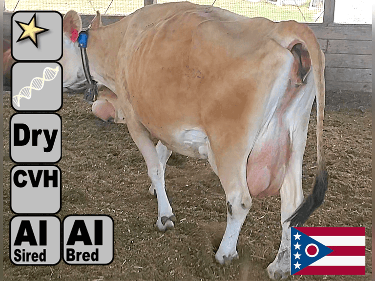 (2) Dry Jersey 4th Lact Cows | Due 11-3 & 11-16 | Bred AI SEXED - Service Sires 379 NM$ | Group Avg 305me 20959m 1284f 757p, VG-89% | AI Sired, Avg 99 NM$ |⭐GOLD STAR Genetic Focus Herd, #31 JPI Herd in U.S. (AJCA 8/25) | Herringbone, Freestalls, Headlock Trained, Complete Herd Health & Vaccinations, Registered | Ohio State University Wooster, OH | Load by 10-10-25 (Rep Paul Warner 517-231-8427) | 866 894