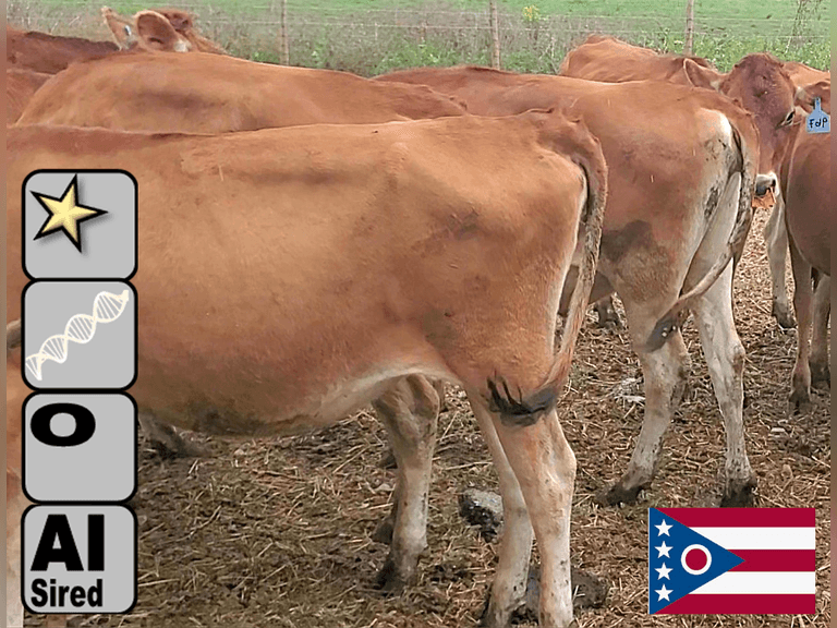 (10) Open Jersey Heifers | Born 3-30-24 to 6-25-25 | Medium Flesh | Group Avg 82 pNM$, 64 pJPI |AI Sired-Sires Avg 236 NM$, *Dams 305me Avg 21044m 981f 733p 1714cfp, VG-84% | ⭐GOLD STAR Genetic Focus Herd - RHA 17777 4.9 879 3.7 663 SCC-65K |  Herd Health & Vaccinations, Registered | J Hodge Norwalk, OH | Load by 10-10-25 (Rep Paul Warner 517-231-8427) | 967 968 969 970 973 974 977 982 983 986